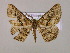  ( - BC ZSM Lep 14861)  @13 [ ] CreativeCommons - Attribution Non-Commercial Share-Alike (2010) Unspecified SNSB, Zoologische Staatssammlung Muenchen