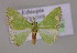  ( - BC ZSM Lep 14865)  @13 [ ] CreativeCommons - Attribution Non-Commercial Share-Alike (2010) Unspecified SNSB, Zoologische Staatssammlung Muenchen