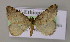  (Acanthovalva inconspicuariaAH01Et - BC ZSM Lep 14869)  @14 [ ] CreativeCommons - Attribution Non-Commercial Share-Alike (2010) Unspecified SNSB, Zoologische Staatssammlung Muenchen