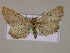  ( - BC ZSM Lep 14870)  @13 [ ] CreativeCommons - Attribution Non-Commercial Share-Alike (2010) Unspecified SNSB, Zoologische Staatssammlung Muenchen