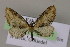  (Eupithecia dilucidaAH09Et - BC ZSM Lep 14871)  @14 [ ] CreativeCommons - Attribution Non-Commercial Share-Alike (2010) Unspecified SNSB, Zoologische Staatssammlung Muenchen