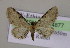 (Eupithecia AH10Et - BC ZSM Lep 14877)  @13 [ ] CreativeCommons - Attribution Non-Commercial Share-Alike (2010) Unspecified SNSB, Zoologische Staatssammlung Muenchen