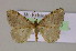  (Acanthovalva inconspicuariaAH02Et - BC ZSM Lep 14880)  @14 [ ] CreativeCommons - Attribution Non-Commercial Share-Alike (2010) Unspecified SNSB, Zoologische Staatssammlung Muenchen