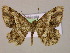  ( - BC ZSM Lep 14885)  @12 [ ] CreativeCommons - Attribution Non-Commercial Share-Alike (2010) Unspecified SNSB, Zoologische Staatssammlung Muenchen