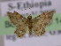  ( - BC ZSM Lep 14886)  @13 [ ] CreativeCommons - Attribution Non-Commercial Share-Alike (2010) Unspecified SNSB, Zoologische Staatssammlung Muenchen
