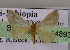  ( - BC ZSM Lep 14893)  @13 [ ] CreativeCommons - Attribution Non-Commercial Share-Alike (2010) Unspecified SNSB, Zoologische Staatssammlung Muenchen
