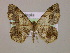  ( - BC ZSM Lep 14897)  @12 [ ] CreativeCommons - Attribution Non-Commercial Share-Alike (2010) Unspecified SNSB, Zoologische Staatssammlung Muenchen