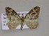  ( - BC ZSM Lep 14904)  @13 [ ] CreativeCommons - Attribution Non-Commercial Share-Alike (2010) Unspecified SNSB, Zoologische Staatssammlung Muenchen