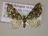  (Eupithecia dilucidaAH07Et - BC ZSM Lep 14910)  @13 [ ] CreativeCommons - Attribution Non-Commercial Share-Alike (2010) Unspecified SNSB, Zoologische Staatssammlung Muenchen