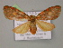  ( - BC ZSM Lep 14916)  @13 [ ] CreativeCommons - Attribution Non-Commercial Share-Alike (2010) Unspecified SNSB, Zoologische Staatssammlung Muenchen