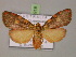  ( - BC ZSM Lep 14918)  @13 [ ] CreativeCommons - Attribution Non-Commercial Share-Alike (2010) Unspecified SNSB, Zoologische Staatssammlung Muenchen
