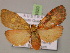  ( - BC ZSM Lep 14920)  @13 [ ] CreativeCommons - Attribution Non-Commercial Share-Alike (2010) Unspecified SNSB, Zoologische Staatssammlung Muenchen