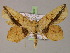  ( - BC ZSM Lep 14937)  @14 [ ] CreativeCommons - Attribution Non-Commercial Share-Alike (2010) Unspecified SNSB, Zoologische Staatssammlung Muenchen