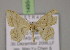  ( - BC ZSM Lep 14954)  @13 [ ] CreativeCommons - Attribution Non-Commercial Share-Alike (2010) Unspecified SNSB, Zoologische Staatssammlung Muenchen