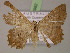  ( - BC ZSM Lep 14982)  @11 [ ] CreativeCommons - Attribution Non-Commercial Share-Alike (2010) Unspecified SNSB, Zoologische Staatssammlung Muenchen