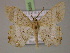 ( - BC ZSM Lep 14985)  @11 [ ] CreativeCommons - Attribution Non-Commercial Share-Alike (2010) Unspecified SNSB, Zoologische Staatssammlung Muenchen