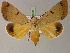  ( - BC ZSM Lep 15004)  @13 [ ] CreativeCommons - Attribution Non-Commercial Share-Alike (2010) Unspecified SNSB, Zoologische Staatssammlung Muenchen