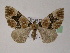 ( - BC ZSM Lep 03667)  @14 [ ] CreativeCommons - Attribution Non-Commercial Share-Alike (2010) Unspecified SNSB, Zoologische Staatssammlung Muenchen