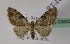  ( - BC ZSM Lep 03692)  @13 [ ] CreativeCommons - Attribution Non-Commercial Share-Alike (2010) Unspecified SNSB, Zoologische Staatssammlung Muenchen