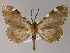  ( - BC ZSM Lep 04798)  @14 [ ] CreativeCommons - Attribution Non-Commercial Share-Alike (2010) Unspecified SNSB, Zoologische Staatssammlung Muenchen