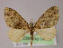  (Euphyia AH10Ec - BC ZSM Lep 04804)  @15 [ ] CreativeCommons - Attribution Non-Commercial Share-Alike (2010) Unspecified SNSB, Zoologische Staatssammlung Muenchen