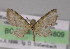  ( - BC ZSM Lep 04809)  @12 [ ] CreativeCommons - Attribution Non-Commercial Share-Alike (2010) Unspecified SNSB, Zoologische Staatssammlung Muenchen