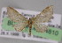  ( - BC ZSM Lep 04810)  @13 [ ] CreativeCommons - Attribution Non-Commercial Share-Alike (2010) Unspecified SNSB, Zoologische Staatssammlung Muenchen