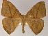  ( - BC ZSM Lep 04815)  @13 [ ] CreativeCommons - Attribution Non-Commercial Share-Alike (2010) Unspecified SNSB, Zoologische Staatssammlung Muenchen
