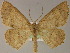  ( - BC ZSM Lep 04817)  @14 [ ] CreativeCommons - Attribution Non-Commercial Share-Alike (2010) Unspecified SNSB, Zoologische Staatssammlung Muenchen