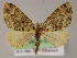 ( - BC ZSM Lep 04827)  @11 [ ] CreativeCommons - Attribution Non-Commercial Share-Alike (2010) Unspecified SNSB, Zoologische Staatssammlung Muenchen