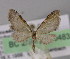  ( - BC ZSM Lep 04833)  @13 [ ] CreativeCommons - Attribution Non-Commercial Share-Alike (2010) Unspecified SNSB, Zoologische Staatssammlung Muenchen