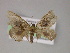  (Eupithecia AH31Ec - BC ZSM Lep 04835)  @14 [ ] CreativeCommons - Attribution Non-Commercial Share-Alike (2010) Unspecified SNSB, Zoologische Staatssammlung Muenchen