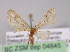  ( - BC ZSM Lep 04845)  @11 [ ] CreativeCommons - Attribution Non-Commercial Share-Alike (2010) Unspecified SNSB, Zoologische Staatssammlung Muenchen