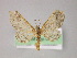  ( - BC ZSM Lep 04861)  @13 [ ] CreativeCommons - Attribution Non-Commercial Share-Alike (2010) Unspecified SNSB, Zoologische Staatssammlung Muenchen