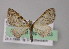  ( - BC ZSM Lep 04863)  @13 [ ] CreativeCommons - Attribution Non-Commercial Share-Alike (2010) Unspecified SNSB, Zoologische Staatssammlung Muenchen