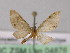  ( - BC ZSM Lep 04876)  @12 [ ] CreativeCommons - Attribution Non-Commercial Share-Alike (2010) Unspecified SNSB, Zoologische Staatssammlung Muenchen