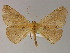  ( - BC ZSM Lep 04877)  @13 [ ] CreativeCommons - Attribution Non-Commercial Share-Alike (2010) Unspecified SNSB, Zoologische Staatssammlung Muenchen