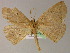  ( - BC ZSM Lep 04884)  @13 [ ] CreativeCommons - Attribution Non-Commercial Share-Alike (2010) Unspecified SNSB, Zoologische Staatssammlung Muenchen