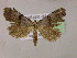  ( - BC ZSM Lep 06027)  @13 [ ] CreativeCommons - Attribution Non-Commercial Share-Alike (2010) Unspecified SNSB, Zoologische Staatssammlung Muenchen