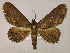  ( - BC ZSM Lep 06029)  @13 [ ] CreativeCommons - Attribution Non-Commercial Share-Alike (2010) Unspecified SNSB, Zoologische Staatssammlung Muenchen