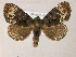  (Cropia GB01Br - BC ZSM Lep 06034)  @15 [ ] CreativeCommons - Attribution Non-Commercial Share-Alike (2010) Unspecified SNSB, Zoologische Staatssammlung Muenchen