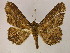  (Zale pachystrigata - BC ZSM Lep 06036)  @14 [ ] CreativeCommons - Attribution Non-Commercial Share-Alike (2010) Unspecified SNSB, Zoologische Staatssammlung Muenchen