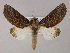  ( - BC ZSM Lep 06041)  @14 [ ] CreativeCommons - Attribution Non-Commercial Share-Alike (2010) Unspecified SNSB, Zoologische Staatssammlung Muenchen