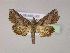  ( - BC ZSM Lep 06042)  @14 [ ] CreativeCommons - Attribution Non-Commercial Share-Alike (2010) Unspecified SNSB, Zoologische Staatssammlung Muenchen