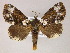  ( - BC ZSM Lep 06043)  @15 [ ] CreativeCommons - Attribution Non-Commercial Share-Alike (2010) Unspecified SNSB, Zoologische Staatssammlung Muenchen