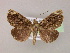  ( - BC ZSM Lep 06046)  @11 [ ] CreativeCommons - Attribution Non-Commercial Share-Alike (2010) Unspecified SNSB, Zoologische Staatssammlung Muenchen