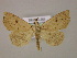  ( - BC ZSM Lep 06060)  @14 [ ] CreativeCommons - Attribution Non-Commercial Share-Alike (2010) Unspecified SNSB, Zoologische Staatssammlung Muenchen