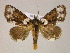  (Cropia cedica - BC ZSM Lep 06070)  @15 [ ] CreativeCommons - Attribution Non-Commercial Share-Alike (2010) Unspecified SNSB, Zoologische Staatssammlung Muenchen