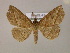  (Triommatodes belus - BC ZSM Lep 06076)  @14 [ ] CreativeCommons - Attribution Non-Commercial Share-Alike (2010) Unspecified SNSB, Zoologische Staatssammlung Muenchen