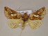  ( - BC ZSM Lep 06095)  @14 [ ] CreativeCommons - Attribution Non-Commercial Share-Alike (2010) Unspecified SNSB, Zoologische Staatssammlung Muenchen